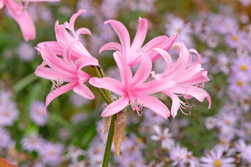 Pink Amarine tubergenii ‘Aphrodite’ also known as van Tubergen amarine in flower.