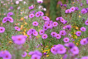 Deep purple Aster novi belgii, or New England Aster, ‘Purple Dome’ in flower.