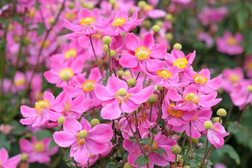 Dark pink Anemone hupehensis, or windflower, &lsquo;Ariel&rsquo; in flower.