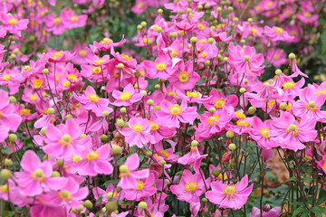 Dark pink Anemone hupehensis, or windflower, ‘Ariel’ in flower.