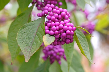 The bright purple berries of the Callicarpa bodinieri, beautyberry tree, ‘Imperial Pearl’.