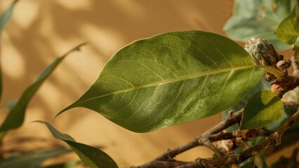 Obraz premium A close-up of a green leaf on a branch with a blurred background.