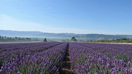 Lavender field stretching with purple plants, horizon views, and clear blue sky on a bright day.