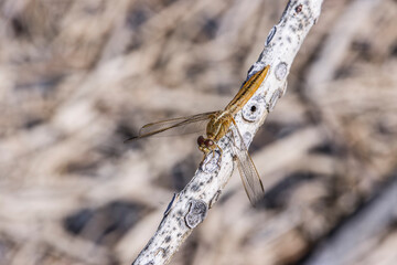weibliche Feuerlibelle (Crocothemis erythraea), auch Westliche Feuerlibelle, Kanarische Inseln, Spanien, Lapalma, Puerto Naos
