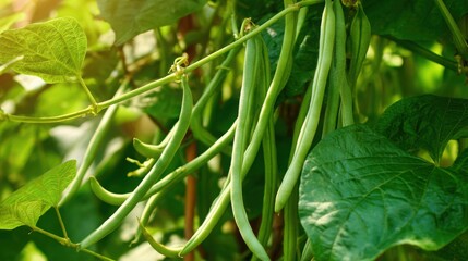 Fototapeta premium green beans growing on vine in garden, lush leaves, natural sunlight, fresh and ripe, realistic texture, inviting, vibrant green colors, natural