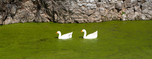 Pond Dwellers: Peaceful Swim on Algae-Covered Water