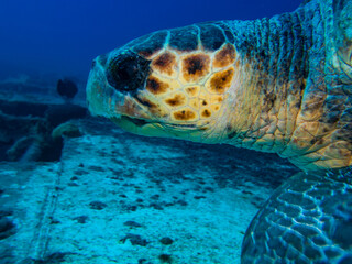 Fototapeta premium Loggerhead sea turtle from Cyprus
