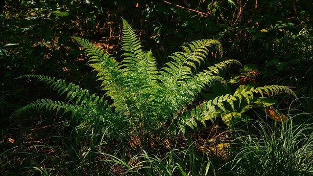 Lush fern plant growing in the forest under sunlight with surrounding green foliage. Nature and plant life, concept. Vegetation and wildlife. The concept of greenery and natural environment. - Powered by Adobe