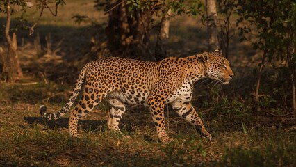 Obraz premium Leopard walking through forested area with trees and grass. Wildlife animal in natural habitat. Big cat in the wild. Predator in the environment.