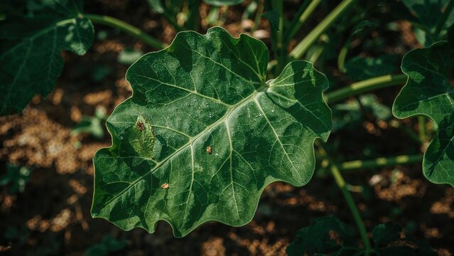 A large green leaf from a plant, showing prominent veins and a slightly textured surface.