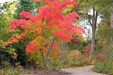 The red and orange autumn colour of  acer palmatum or Japanese maple tree ‘Elegans’.