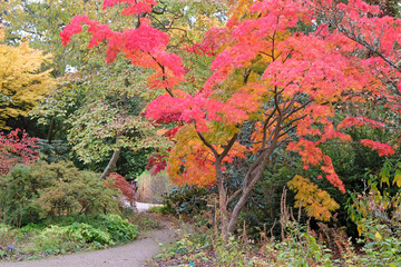 The red and orange autumn colour of  acer palmatum or Japanese maple tree ‘Elegans’.