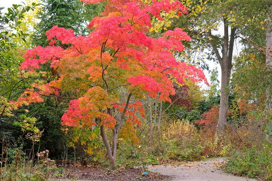 The red and orange autumn colour of  acer palmatum or Japanese maple tree &lsquo;Elegans&rsquo;.