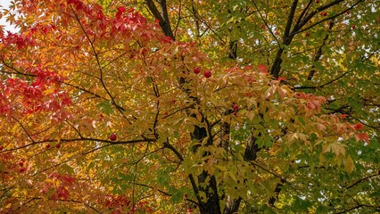 Autumn tree with red, orange, and green leaves and some red berries.