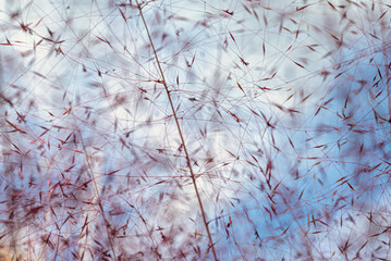Airy web of purple grass against blue sky
Bright tufts of purple grass cut across the sky, creating an abstract display of natural rhythm.

