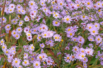 Pale purple Symphyotrichum turbinellum, also known as a purple prairie or smooth aster, in flower.
