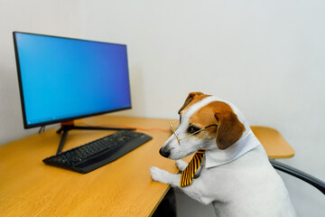 A smart dog in a striped tie and glasses sits at a computer desk.