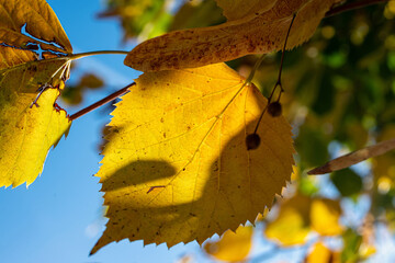 Yellow leaf with play of light and shadow 
Yellow autumn leaf illuminated by sunlight and...