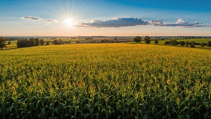 A vast cornfield at sunset with the sun low on the horizon, illuminating the green crops and creating a warm, golden glow across the landscape.