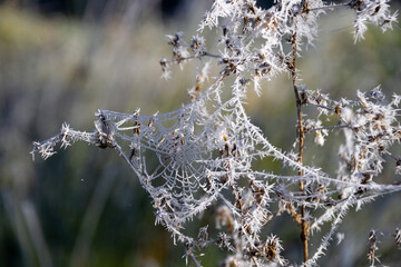 Frozen spider web on a bush. Selective focus.
