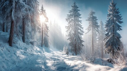 sunlit winter forest path deep snow