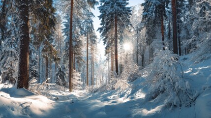 Fototapeta premium tranquil winter forest path sun rays