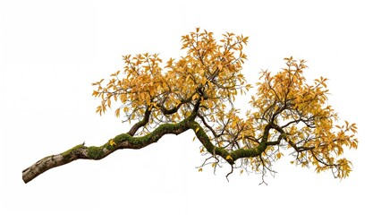 A tree branch with yellow leaves and twisting, gnarled branches isolated on a white background.