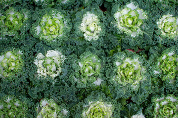 Overhead View of Small Green Rosette Succulents in Nursery Pots