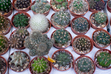 Overhead View of Colorful Succulent Rosettes in Nursery Pots