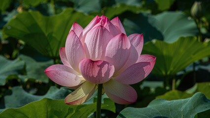 Pink lotus flower with green leaves background. Nature and floral, aquatic plant. The beauty of aquatic flowers.