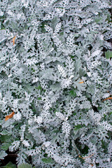 Full-Frame Close-up of Silver Dusty Miller Foliage