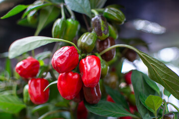 A Close-up of a Bell Chili Plant with Ripe Red Peppers