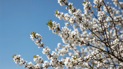 Blossoming cherry tree branches with white flowers against a blue sky. Springtime blossoms and nature's renewal. The beauty of flowering trees in spring.