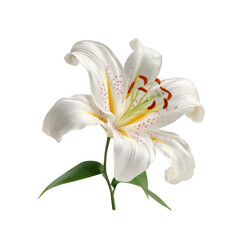 A single elegant white lily flower in full bloom shows its vibrant stamen and speckled petals against a dark backdrop