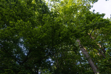 shaded canopy with rich green hues and shadows, thick tree cover viewed from beneath with textured silhouette
