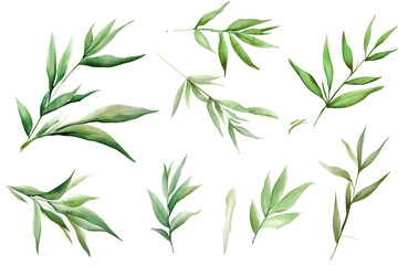 Fototapeta premium Soft watercolor bamboo collection showcasing delicate greens and gentle brush strokes for decorative and artistic designs