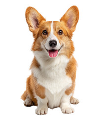 Pembroke Welsh Corgi sitting happy isolated on a transparent background