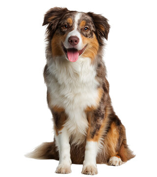 Happy Australian Shepherd Dog Sitting isolated on a transparent background