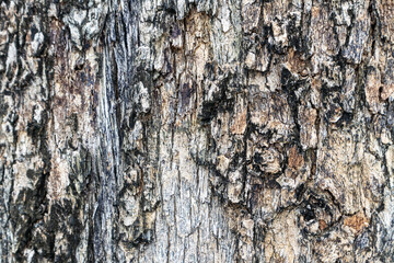 Background image of rough wood grain detail