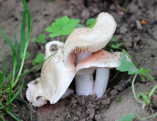 One of the first spring edible mushrooms is Calocybe gambosa
