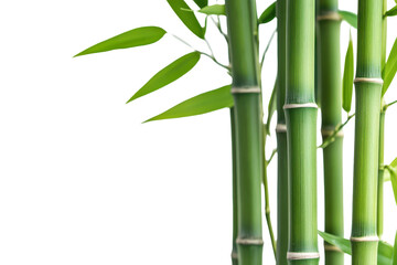 Obraz premium Tall green bamboo stems stand majestically against a plain background, showcasing nature's intricate beauty and simplicity in this serene close-up view