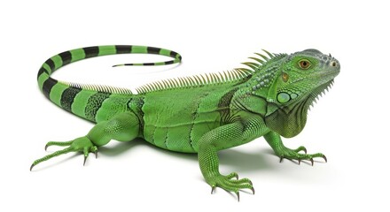 Obraz premium Green Iguana Reptile Crawling On White Background - Captivating iguana portrait showcases resilience, adaptability, vibrant life, exotic nature, and the beauty of wildlife
