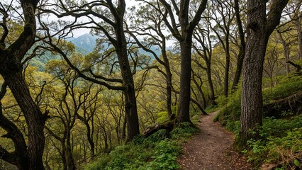 Dense forest with a dirt trail winding through trees and lush greenery.