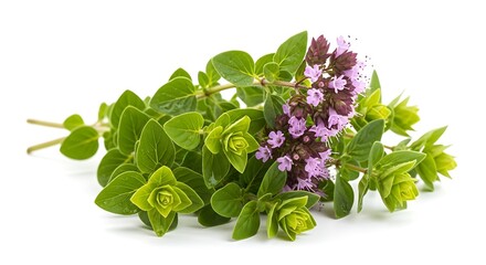 Fresh Oregano Herb Sprig with Purple Flowers