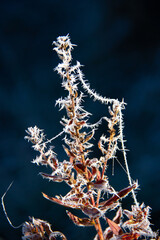 Frozen plant on a blue background. Selective focus.