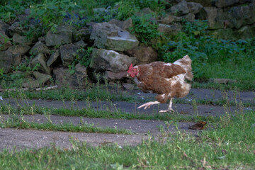 Chicken standing in the grass on a rural garden in the countryside