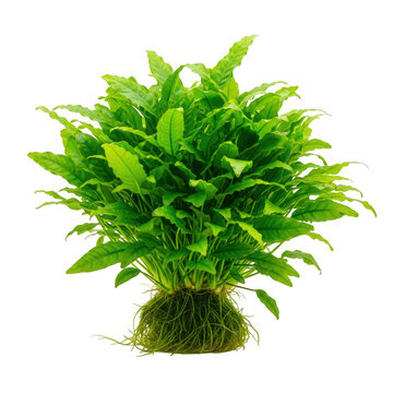 Java fern aquarium plant isolated on transparent background