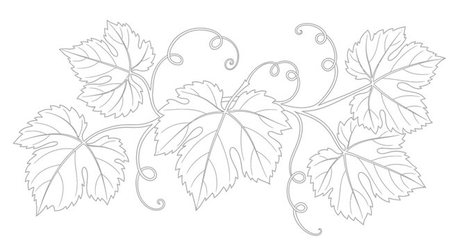 Elegant grape vine illustration featuring delicate leaves and tendrils, perfect for wine labels, invitations, and botanical-themed design projects.