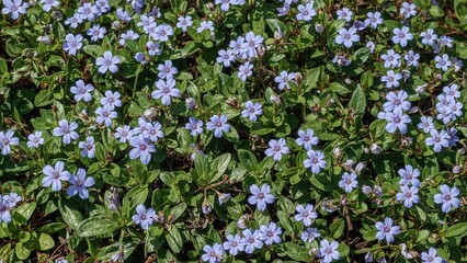 Fototapeta premium Cluster of purple flowers with green leaves, densely covering the ground, in a natural outdoor setting.