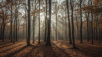 Fototapeta premium Sunlight filtering through trees in a forest during fall, with shadow patterns on the ground. Nature scene, woodland, autumn. The image showcases the tranquility and beauty of the forest environment.